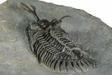 Walliserops Trilobite From Marjane, Morocco - Unusual Locality #354614-5